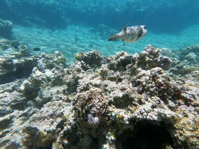 Unterwasserwelt Jordanien Unterwasserwelt Jordanien